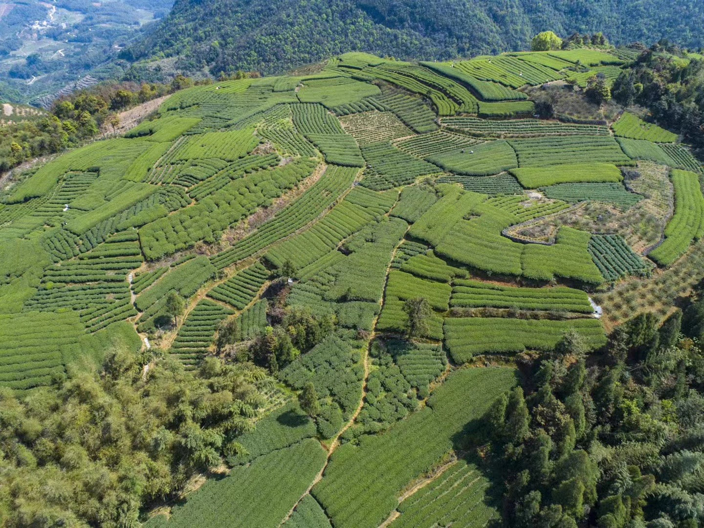 Tea Matters White Peony (白牡丹) - Loose Leaf Tea fields